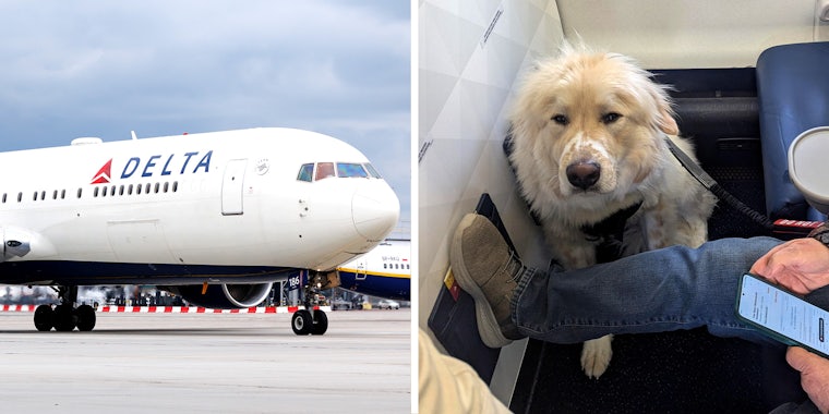 Two panel image. On the left is a passenger jet with the Delta Airlines logo grounded at an airport. On the right, an older dog with a tired expression sits in on the ground in front of an empty airplane seat. In front of him, a person, who is mostly off frame, sits with their legs up while using their phone and holding the dogs leash.